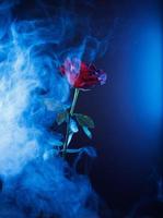 hermosa rosa roja sobre un fondo azul con humo azul. foto