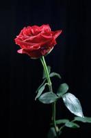 A rose on a black background . The rose flower . photo