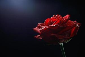 A very beautiful red rose on a black background. Close - up of a rose flower . photo