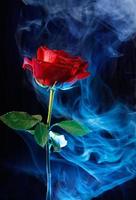 A big red rose on black . Smoke around the rose . photo