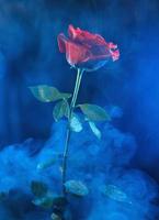 humo azul alrededor de una hermosa rosa roja. foto
