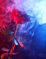 humo multicolor alrededor de una gran rosa roja. foto