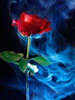 A big red rose on black . Smoke around the rose . photo