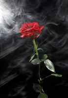 una rosa sobre un fondo negro. la flor rosa. foto