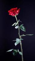 Beautiful red rose on a black background. photo