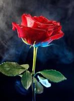 A big red rose on black . Rose close - up . photo
