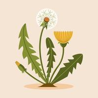 a green plant with a yellow cap. Spring dandelion is yellow and white. Vector illustration.