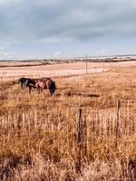 Horses and Mountains photo