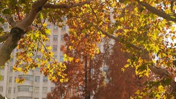 The beautiful city view with the yellow autumn leaves and old buildings under the warm autumn sunlight photo