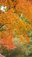 la hermosa vista otoñal con las hojas coloridas en el árbol de la ciudad foto