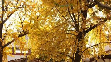 The beautiful autumn view with the colorful leaves on the tree in the city photo