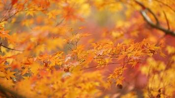 The beautiful autumn view with the colorful leaves on the tree in the city photo