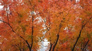 la hermosa vista otoñal con las hojas coloridas en el árbol de la ciudad foto