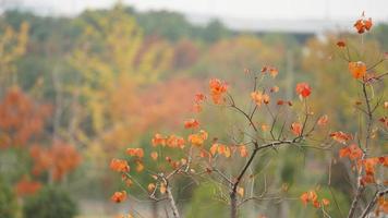 The beautiful autumn view with the colorful leaves on the tree in the city photo