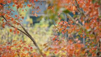 The beautiful autumn view with the colorful leaves on the tree in the city photo