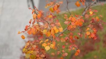 la hermosa vista otoñal con las hojas coloridas en el árbol de la ciudad foto