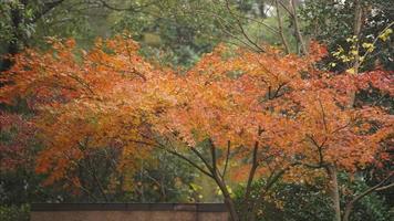 la hermosa vista otoñal con las hojas coloridas en el árbol de la ciudad foto