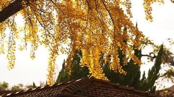 The beautiful city view with the yellow autumn leaves and old buildings under the warm autumn sunlight photo