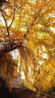 The beautiful autumn view with the colorful leaves on the tree in the city photo