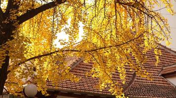 The beautiful autumn view with the colorful leaves on the tree in the city photo