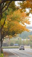 The beautiful autumn view with the colorful leaves on the tree in the city photo