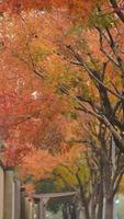 The beautiful autumn view with the colorful leaves on the tree in the city photo