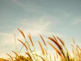 Close up of grass flowers On a sky background.soft focus images. selective focus photo