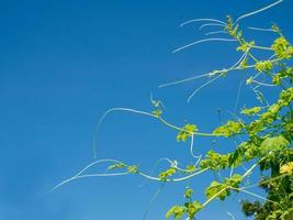 The shoots and flowers of the pumpkin tree On the background is a bright blue sky. photo