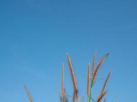 primer plano de flores de hierba sobre un fondo del cielo.imágenes de enfoque suave. enfoque selectivo foto