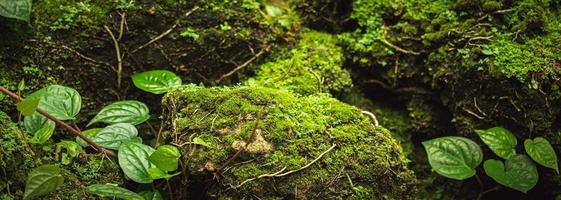 natural green moss on the rock photo