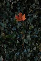 Autumn leaves on the ground photo