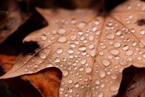 Autumn leaves on the ground with raindrops photo
