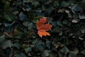 hojas de otoño en el suelo foto