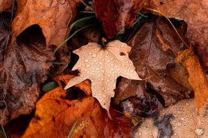 hojas de otoño en el suelo con gotas de lluvia foto