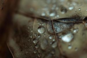 Water drops on a leaf photo
