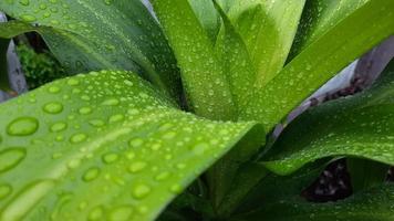 The dracena plant looks so fresh with water droplets on the leaves after the rain 02 photo