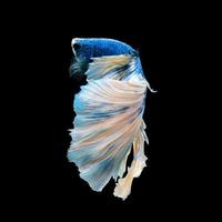 betta azul sobre fondo negro foto