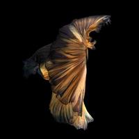 Yellow betta on black background photo