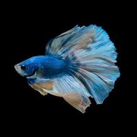 betta azul sobre fondo negro foto