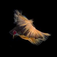 Yellow betta on black background photo