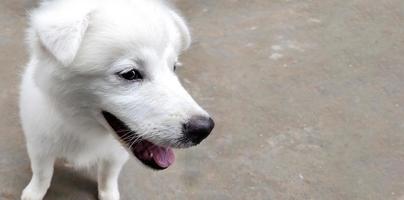 Closup of cute white puppy dog portrait, Portrait of Maremma Sheepdog, Shepherd dog Maremmano Abruzzese. photo