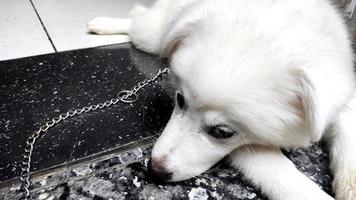 Closup of cute white puppy dog portrait, Portrait of Maremma Sheepdog, Shepherd dog Maremmano Abruzzese. photo