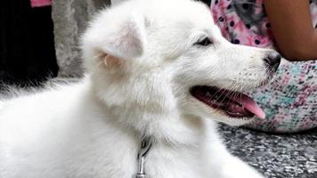 Closup of cute white puppy dog portrait, Portrait of Maremma Sheepdog, Shepherd dog Maremmano Abruzzese. photo