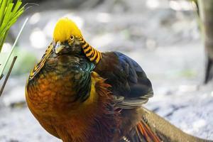 chrysolophus pictus, faisán dorado hermoso pájaro con plumaje muy colorido, dorados, azules, verdes, méxico foto