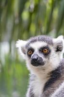 ring tailed lemur, sitting observing its environment, hairy animal, cousin of the monkey or apes photo