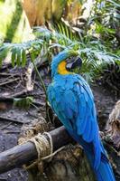 Ara ararauna Colorful of Scarlet macaw bird's feathers with red yellow orange and blue shades, exotic nature background and texture photo