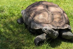 tortuga gigante, aldabrachelys gigantea, buscando comida en el campo, descansando a la sombra de un árbol. México foto