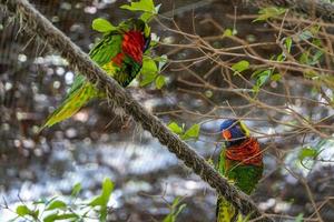 trichoglossus haematodus haematodus lori arcoiris, un ave que tiene una combinación de colores muy bonita mexico foto