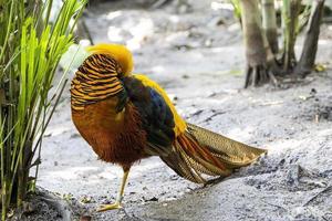 chrysolophus pictus, faisán dorado hermoso pájaro con plumaje muy colorido, dorados, azules, verdes, méxico foto