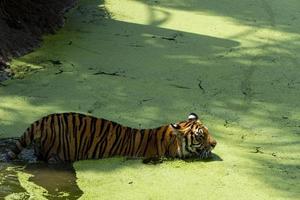 bengal tiger, Panthera tigris tigris, swimming to cool off, beautiful large feline, mexico, photo